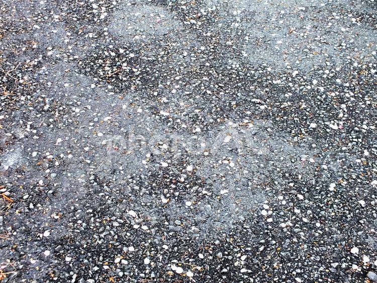 桜の花びらが散る道路 桜の花びら,桜,花びらの写真素材