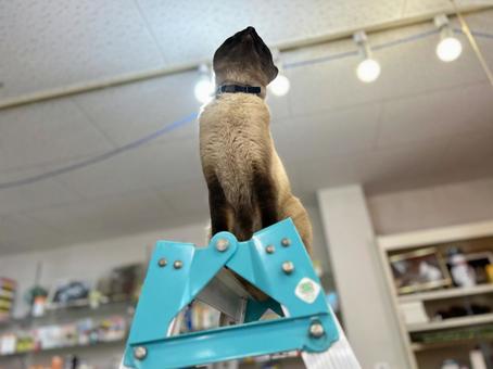 Cat looking up on a stepladder, JPG Cat looking up on a stepladder, JPG