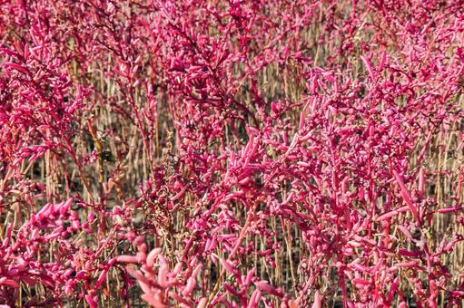 海の紅葉　シチメンソウ 紅葉,海岸,シチメンソウの写真素材