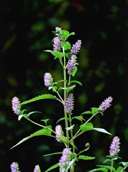 フトボナギナタコウジュ フトボナギナタコウジュ,花,草花の写真素材
