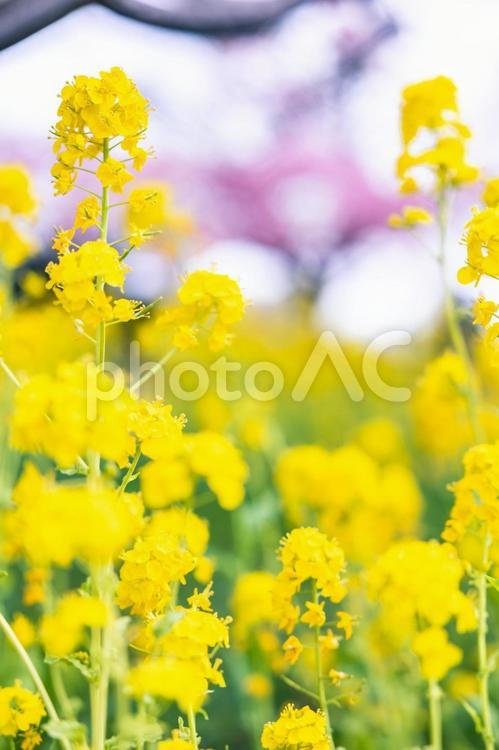 春イメージ　菜の花と桜 春,空,ナノハナの写真素材