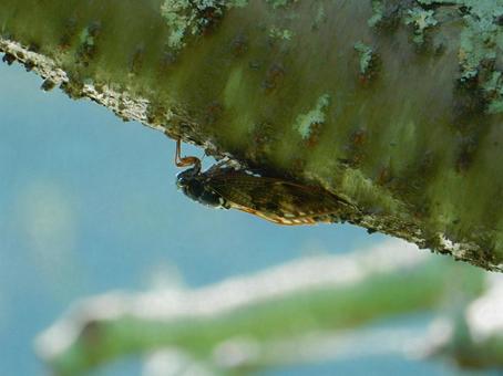 【昆虫写真】アブラゼミ(油蝉) 【昆虫写真】アブラゼミ(油蝉) アブラゼミ,油蝉,生き物の写真素材