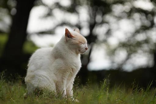 White cat in the park, JPG White cat in the park, JPG