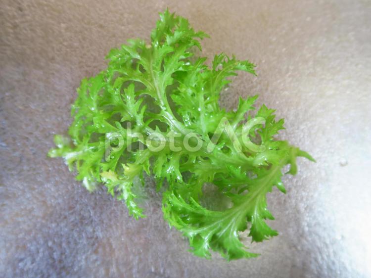 わさび菜 わさび菜 わさび菜,キッチン,クッキングの写真素材