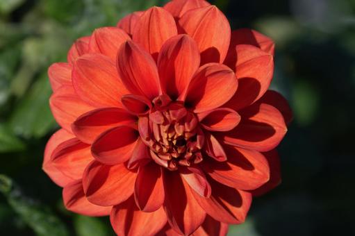 ダリア（茜）の写真