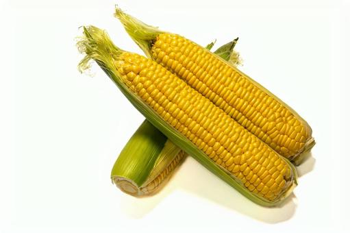 夏野菜のとうもろこし 夏野菜のとうもろこしの写真