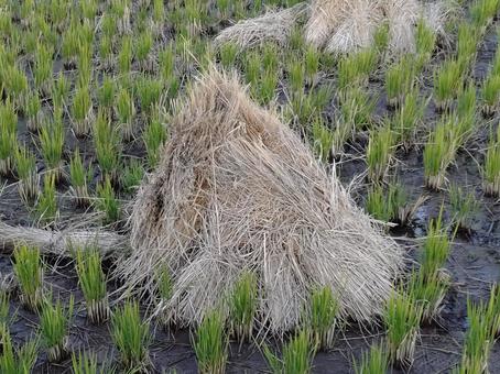 稲刈り後の田んぼ 稲架掛け,田んぼ,稲の写真素材