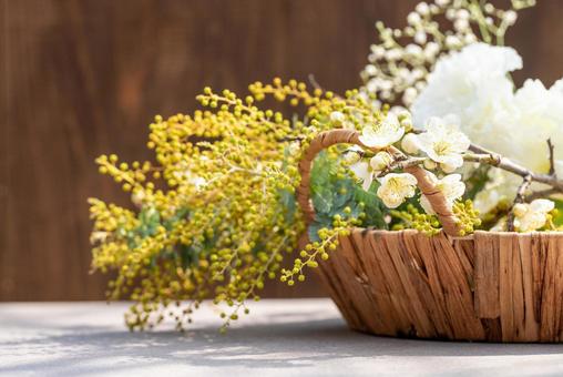 かごのミモザと白梅の花 かごのミモザと白梅の花の写真