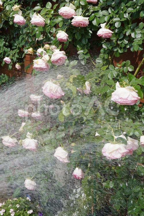 水切れした満開のつるバラに水をかける06 バラ,薔薇,花の写真素材