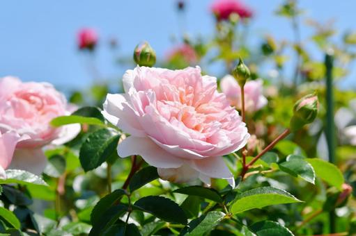 薔薇 ワイルドイブ 薔薇 ワイルドイブの写真