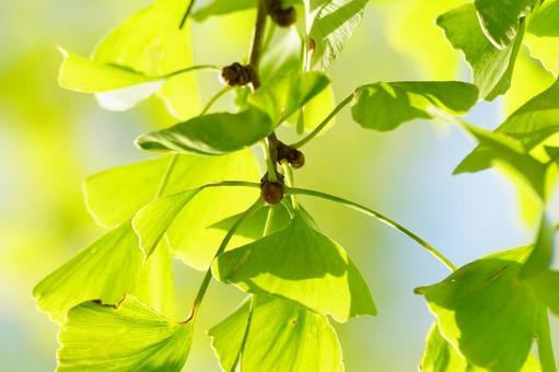 イチョウの葉 イチョウ,樹木,裸子植物の写真素材