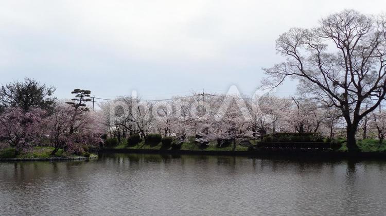小城公園の桜_13 桜,満開,小城公園の写真素材