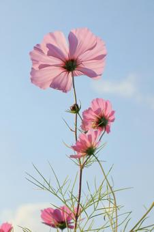 ピンクの秋桜の花 ピンクの秋桜の花の写真