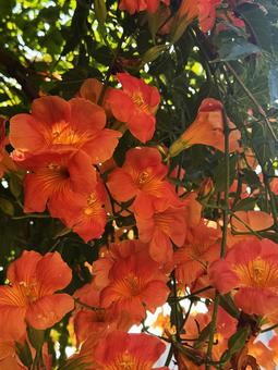 赤い花 赤い花の写真