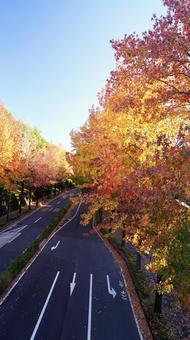 紅葉-1287 紅葉,アメリカ楓,もみじ葉楓の写真素材