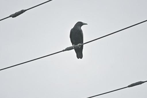カラスと電線 カラス,鳥,烏の写真素材
