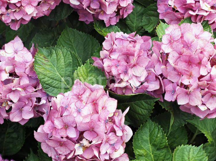 初夏の風物詩、アジサイの花 あじさい,アジサイ,ガーデニングの写真素材