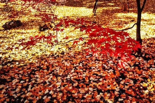 紅葉9 秋,紅葉,枯葉の写真素材