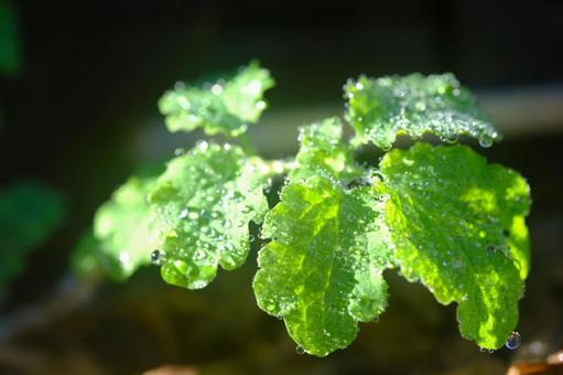 朝の雫2 葉っぱ,葉,緑の写真素材