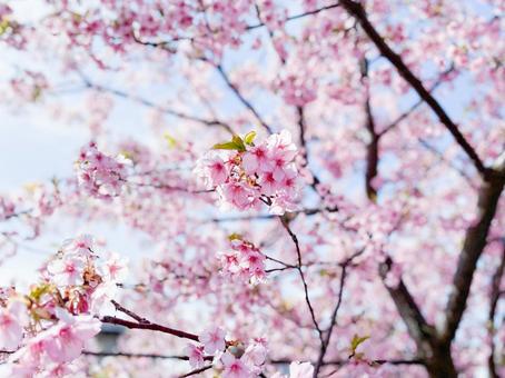 桜の花 桜の花の写真