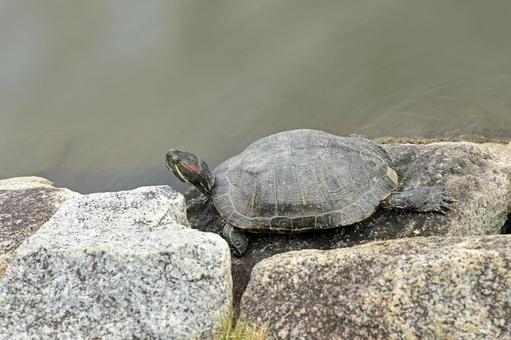 沼辺に生息するアカミミガメ アカミミガメ,カメ,爬虫類の写真素材