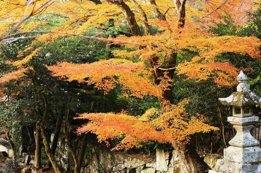 秋の紅葉の背景 英彦山参道2 紅葉,もみじ,秋の写真素材