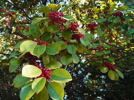 秋の木漏れ日を浴びたクロガネモチ クロガネモチ,黒鉄黐,赤い実の写真素材