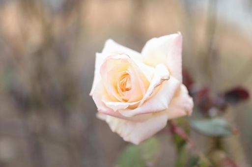 バラ園にて淡い色の薔薇を撮影しました バラ園にて淡い色の薔薇を撮影しましたの写真