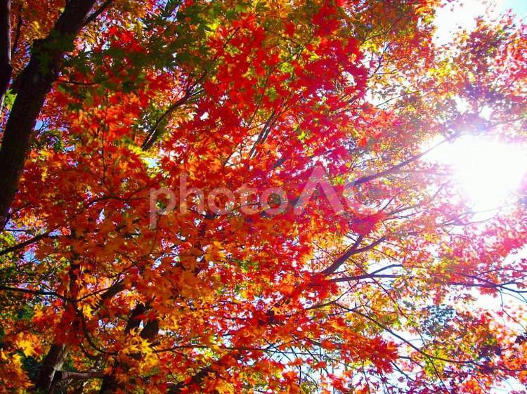 紅葉～木漏れ日 植物,もみじ,紅葉の写真素材