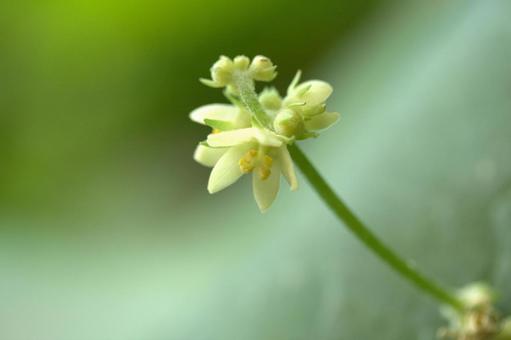 センナリウリの花 センナリウリ,千成瓜,ハヤトウリの写真素材