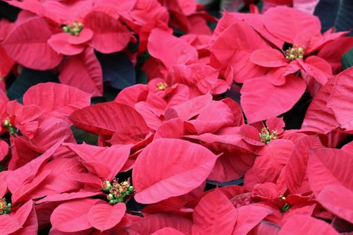 ポインセチア 植物,草,赤色の写真素材