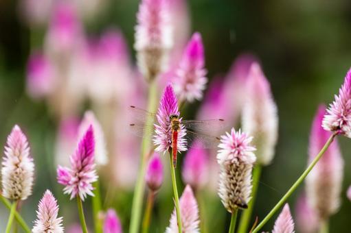 アキアカネ(26) アキアカネ(26)の写真