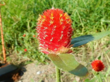 【花の写真】センニチコウ(千日紅) 【花の写真】センニチコウ(千日紅)の写真