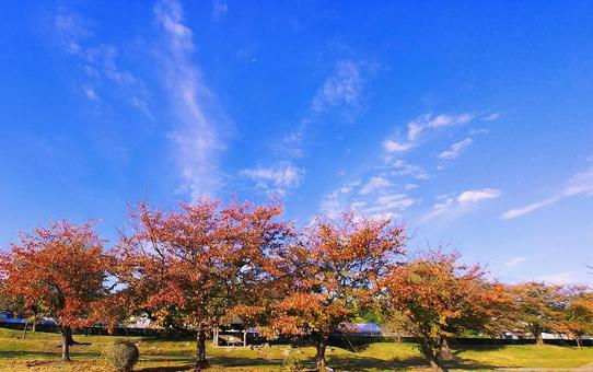 秋晴れの青空に映える桜並木の紅葉 紅葉,桜,秋の写真素材