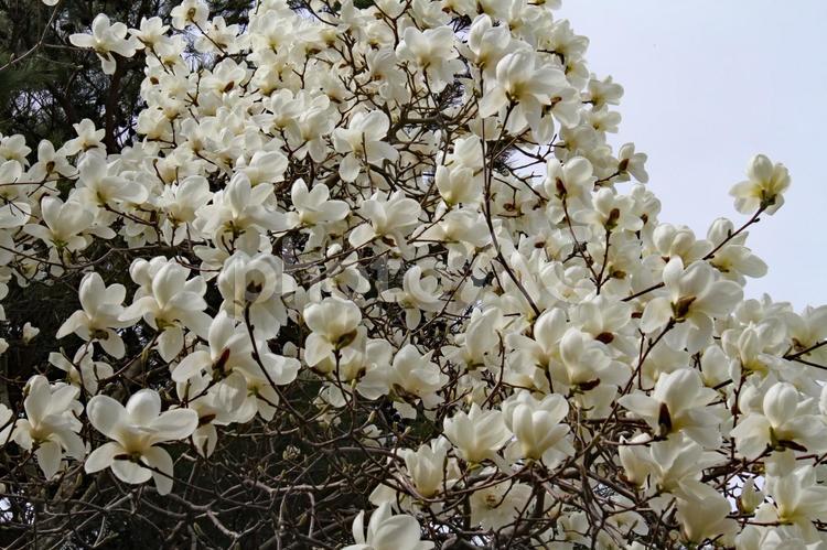 木蓮の木 木蓮,木,花の写真素材