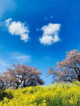 桜と菜の花 桜と菜の花 桜,菜の花,菜花の写真素材