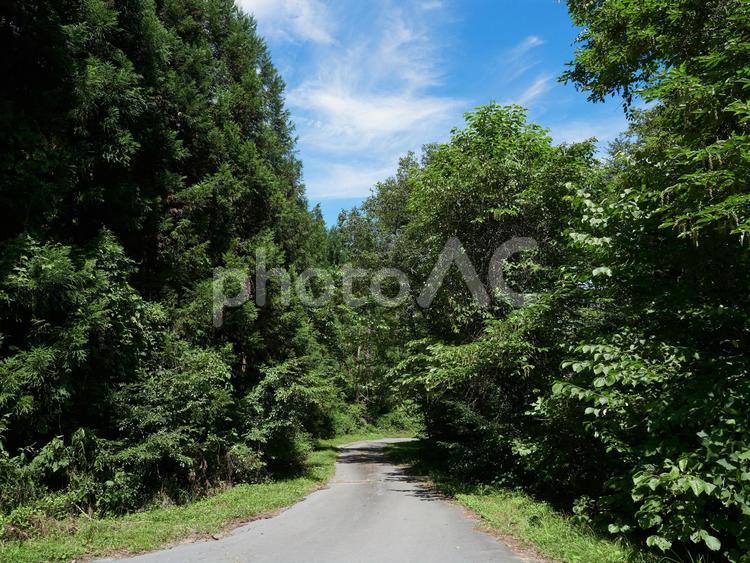 夏、暑い日の森と道 夏,森,風景の写真素材