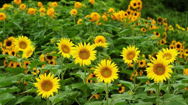 ヒマワリ-142 ヒマワリ,黄色,ヒマワリ畑の写真素材