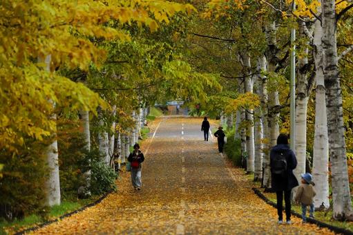 紅葉のサイクリングロード 黄葉,紅葉,黄葉並木の写真素材