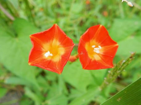 【花の写真】 マルバルコウソウ 【花の写真】 マルバルコウソウ マルバルコウソウ,丸葉縷紅草,花の写真素材