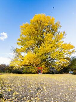 白幡のいちょう⑴ イチョウ,黄葉,晩秋の写真素材