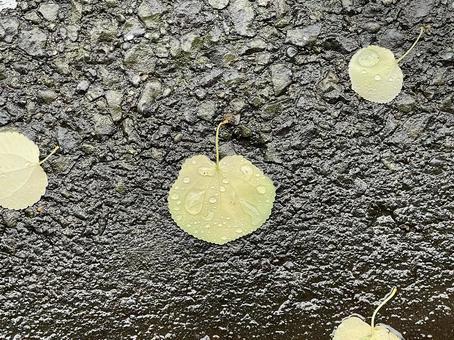 Drops on fallen leaves, JPG Drops on fallen leaves, JPG