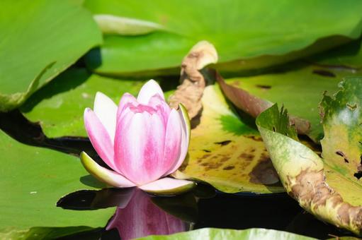 Water Lily, JPG
