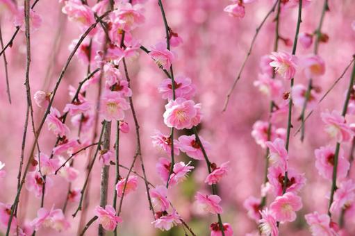 梅の花　春のイメージ 梅,春,花の写真素材