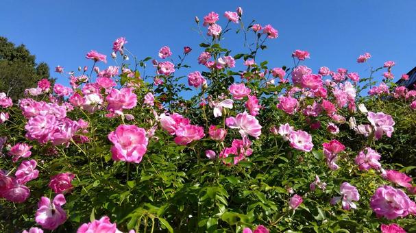 薔薇 薔薇 薔薇,バラ,青空の写真素材