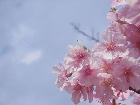 桜 桜の写真