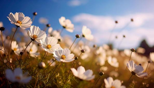 秋の秋桜の花畑の写真