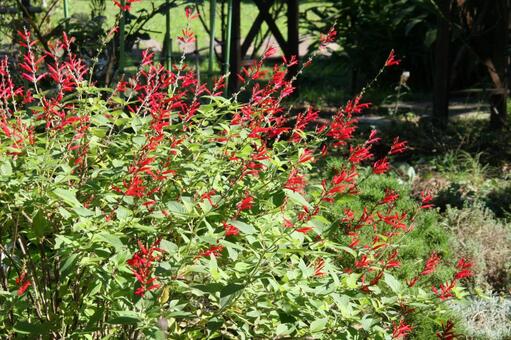 セージ　咲く風景 セージ,芳香,合弁花の写真素材