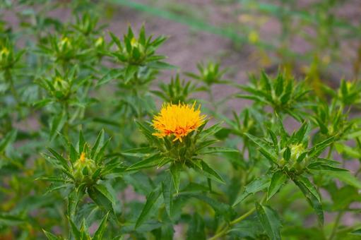 Photo, safflower, benbana, flower, 
