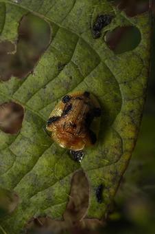 ヨツモンカメノコハムシ ヨツモンカメノコハムシ ヨツモンカメノコハムシ,ハムシ,甲虫の写真素材